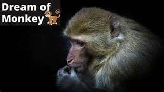 Monkey In Dreams