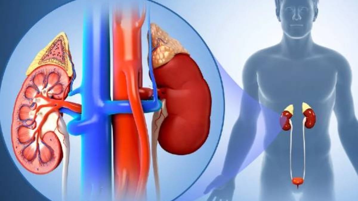 Kidney health tips hindi