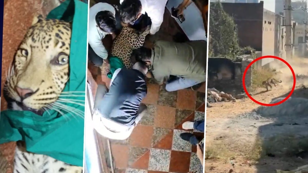 Leopard attack in sikar
