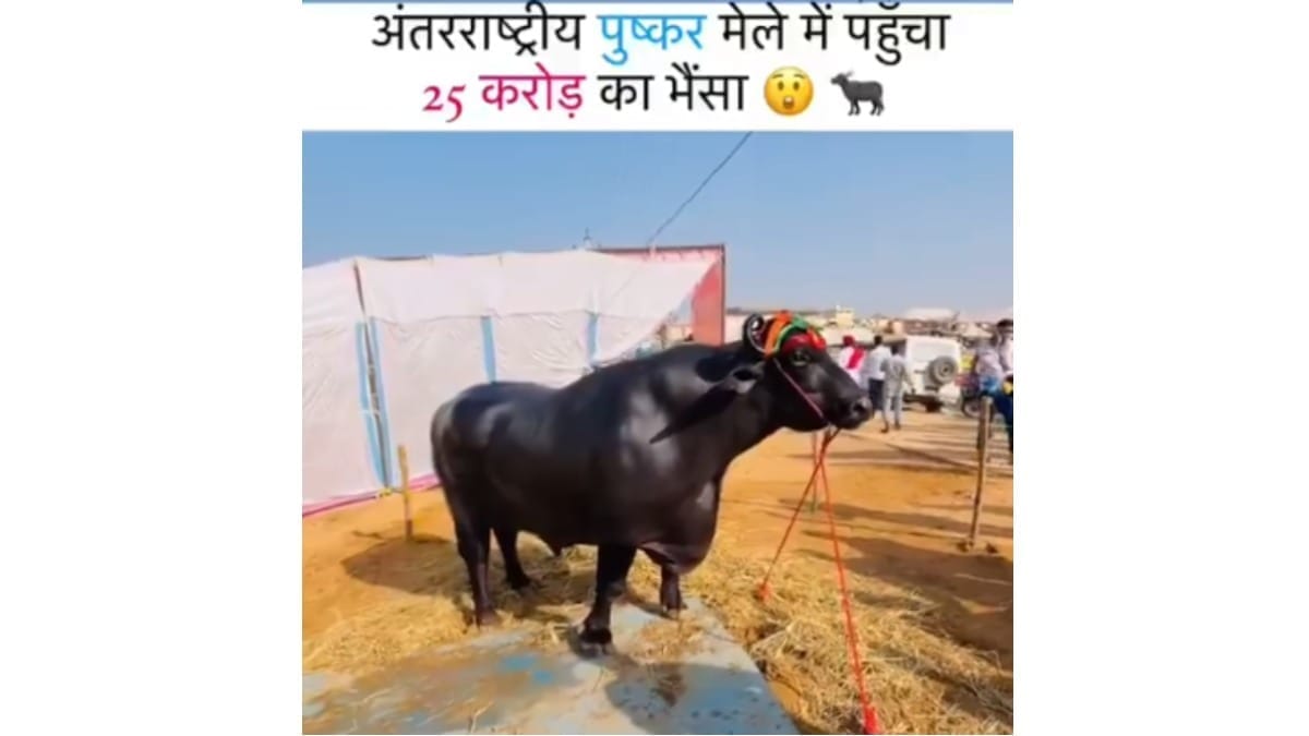 Pushkar mela
