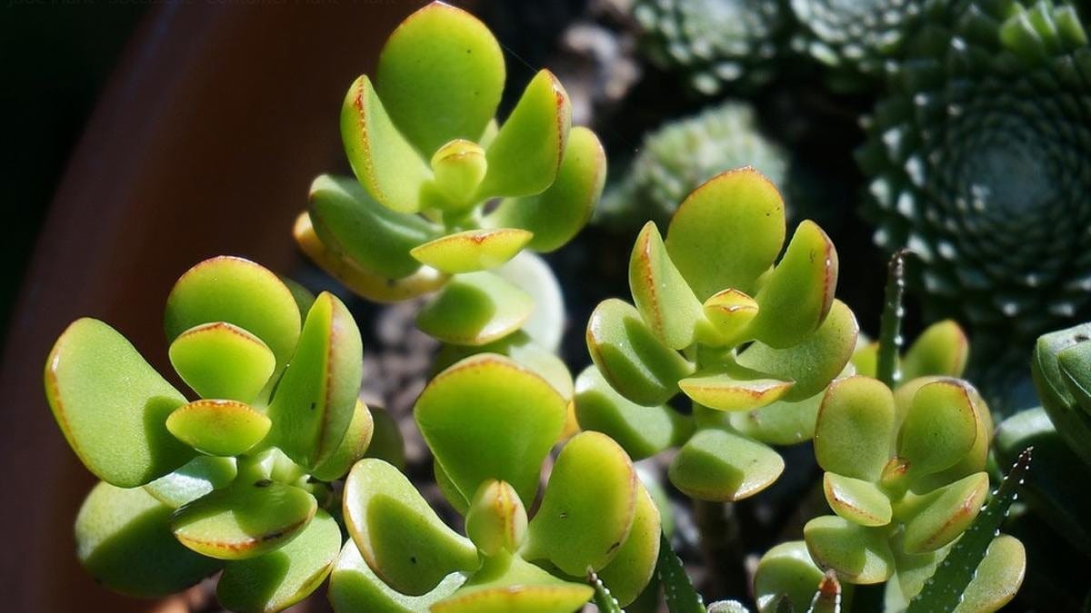 Vastu plant