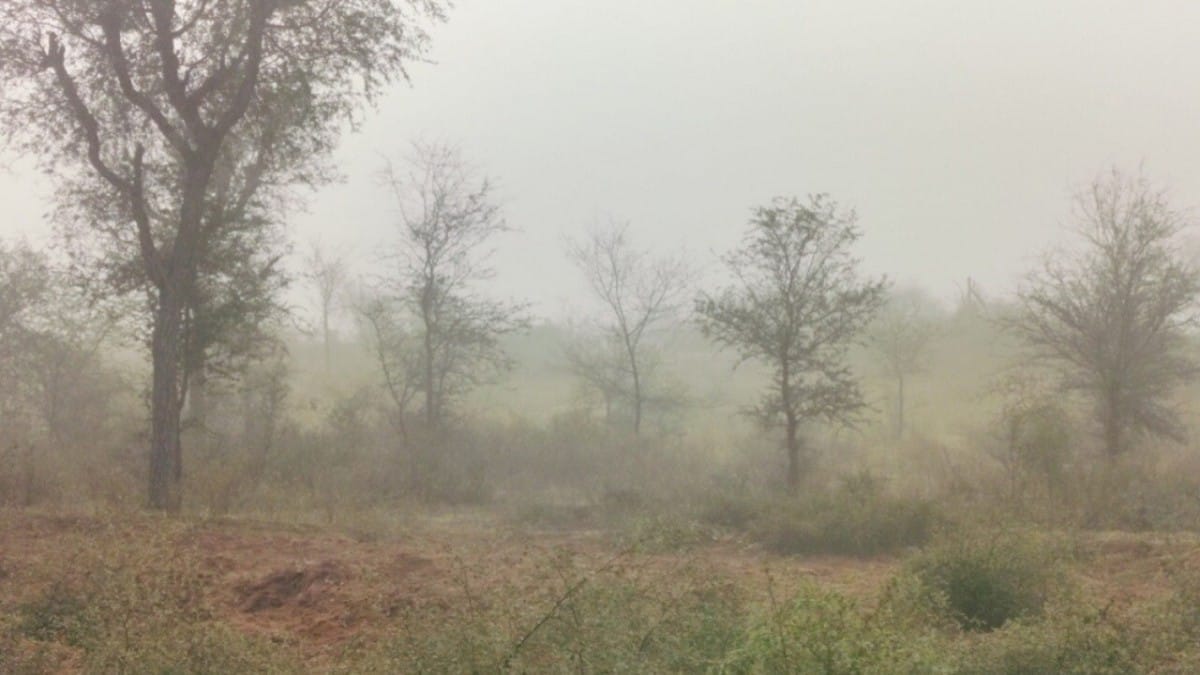 Rajasthan Cold Wave Yellow Alert in Sikar Churu Nagaur