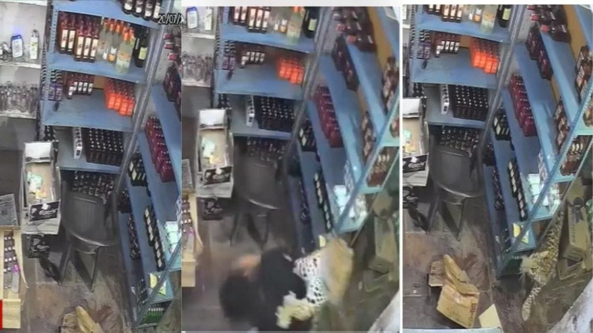 leopard in tonk liquor shop
